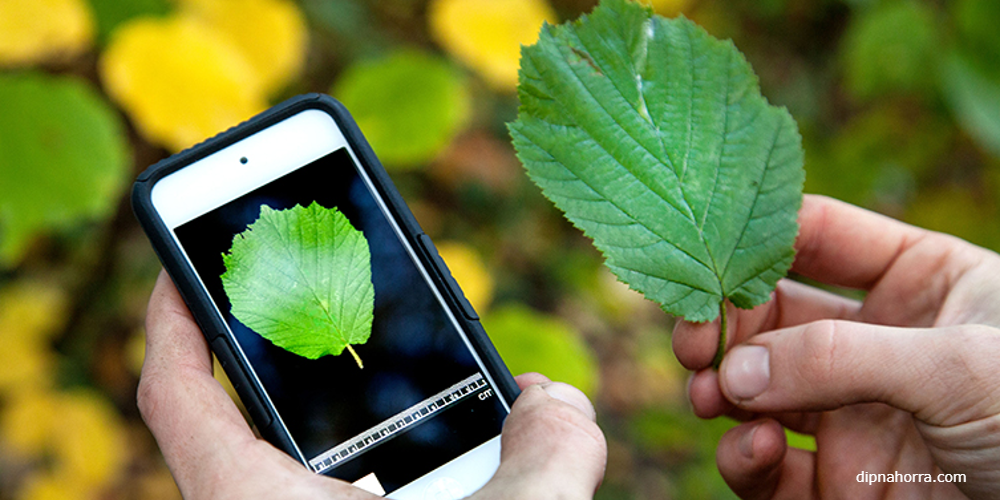 LeafSnap app